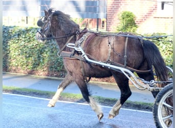 Welsh A (Mountain Pony), Mare, 3 years, 11,1 hh, Black