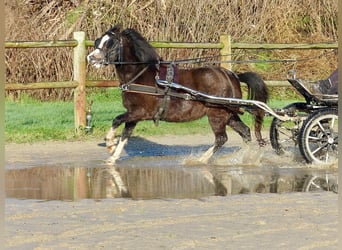 Welsh A (Mountain Pony), Mare, 3 years, 11,1 hh, Black