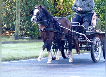 Welsh A (Mountain Pony), Mare, 3 years, 11,1 hh, Black