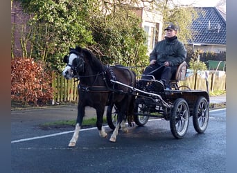 Welsh A (Mountain Pony), Mare, 3 years, 11,1 hh, Black