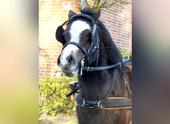 Welsh A (Mountain Pony), Mare, 3 years, 11,1 hh, Black