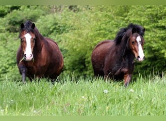 Welsh A (Mountain Pony), Mare, 3 years, 11.1 hh, Brown