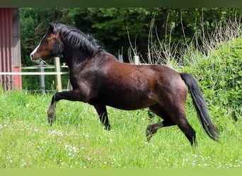 Welsh A (Mountain Pony), Mare, 3 years, 11.1 hh, Brown