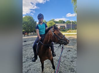 Welsh A (Mountain Pony), Mare, 3 years, 11.1 hh, Brown