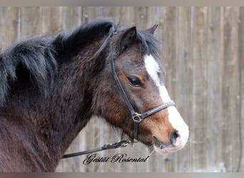 Welsh A (Mountain Pony), Mare, 3 years, 11.1 hh, Brown