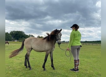 Welsh A (Mountain Pony) Mix, Mare, 3 years, 11,1 hh, Brown Falb mold