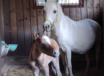 Welsh A (Mountain Pony) Mix, Mare, 3 years, 11,1 hh, Brown Falb mold