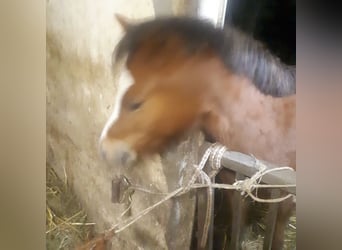 Welsh A (Mountain Pony), Mare, 3 years, 11,1 hh, Chestnut-Red