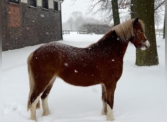 Welsh A (Mountain Pony), Mare, 3 years, 11.1 hh, Chestnut-Red
