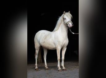 Welsh A (Mountain Pony), Mare, 3 years, 11.1 hh, Cremello