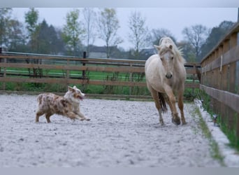 Welsh A (Mountain Pony), Mare, 3 years, 11,1 hh, Palomino