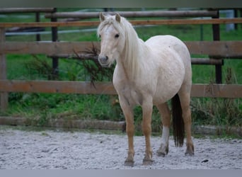 Welsh A (Mountain Pony), Mare, 3 years, 11,1 hh, Palomino