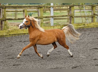 Welsh A (Mountain Pony), Mare, 3 years, 11,2 hh, Chestnut-Red