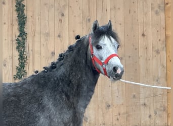 Welsh A (Mountain Pony), Mare, 3 years, 11.2 hh, Gray-Dapple