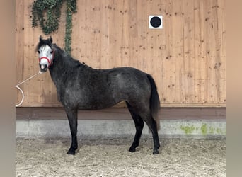 Welsh A (Mountain Pony), Mare, 3 years, 11.2 hh, Gray-Dapple