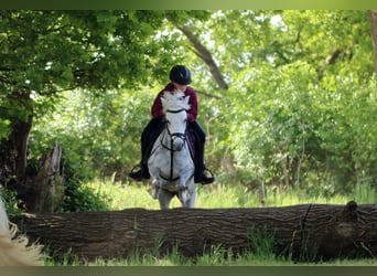 Welsh A (Mountain Pony), Mare, 3 years, 11.2 hh, Gray-Dapple