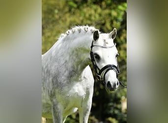 Welsh A (Mountain Pony), Mare, 3 years, 11.2 hh, Gray-Dapple