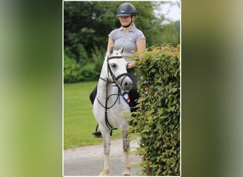 Welsh A (Mountain Pony), Mare, 3 years, 11.2 hh, Gray-Dapple