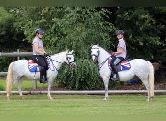 Welsh A (Mountain Pony), Mare, 3 years, 11.2 hh, Gray-Dapple