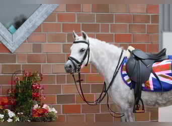 Welsh A (Mountain Pony), Mare, 3 years, 11.2 hh, Gray-Dapple