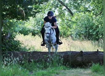 Welsh A (Mountain Pony), Mare, 3 years, 11.2 hh, Gray-Dapple