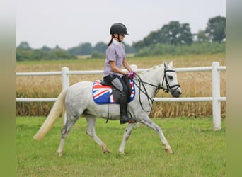 Welsh A (Mountain Pony), Mare, 3 years, 11.2 hh, Gray-Dapple
