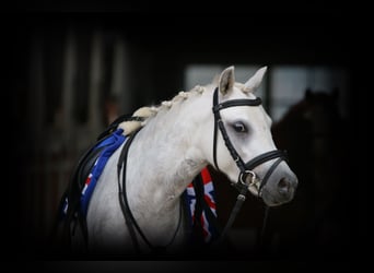 Welsh A (Mountain Pony), Mare, 3 years, 11.2 hh, Gray-Dapple