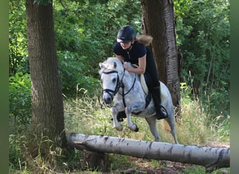 Welsh A (Mountain Pony), Mare, 3 years, 11.2 hh, Gray-Dapple