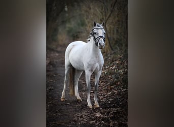 Welsh A (Mountain Pony), Mare, 3 years, 11,2 hh, Gray