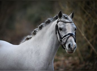 Welsh A (Mountain Pony), Mare, 3 years, 11,2 hh, Gray