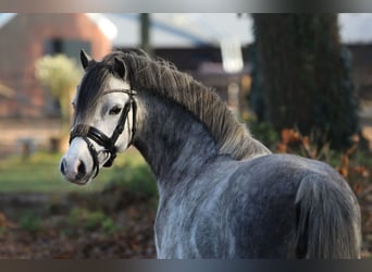 Welsh A (Mountain Pony), Mare, 3 years, 11,2 hh, Gray