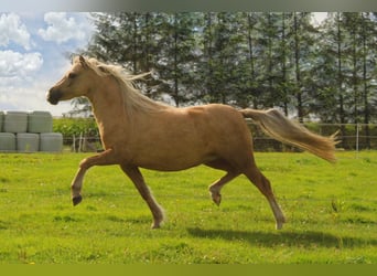 Welsh A (Mountain Pony), Mare, 3 years, 11.2 hh, Palomino
