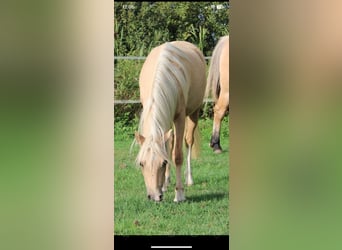 Welsh A (Mountain Pony), Mare, 3 years, 11.2 hh, Palomino