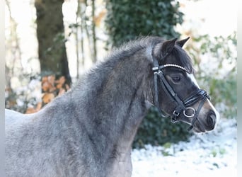 Welsh A (Mountain Pony), Mare, 3 years, 11,3 hh, Roan-Bay