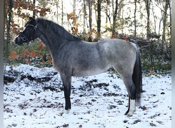 Welsh A (Mountain Pony), Mare, 3 years, 11,3 hh, Roan-Bay