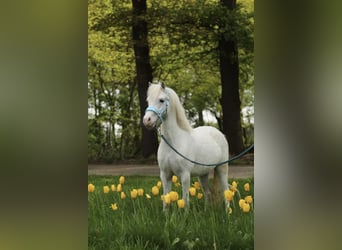 Welsh A (Mountain Pony), Mare, 3 years, 11 hh, Gray
