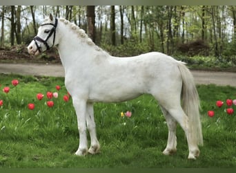 Welsh A (Mountain Pony), Mare, 3 years, 11 hh, Gray