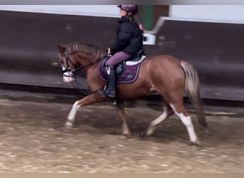 Welsh A (Mountain Pony), Mare, 3 years, 12,1 hh, Chestnut-Red