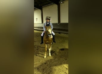 Welsh A (Mountain Pony), Mare, 3 years, 12,1 hh, Chestnut-Red