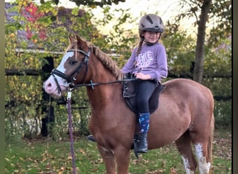 Welsh A (Mountain Pony), Mare, 3 years, 12,1 hh, Chestnut-Red