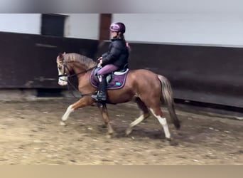 Welsh A (Mountain Pony), Mare, 3 years, 12,1 hh, Chestnut-Red