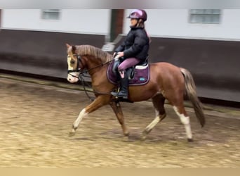 Welsh A (Mountain Pony), Mare, 3 years, 12,1 hh, Chestnut-Red