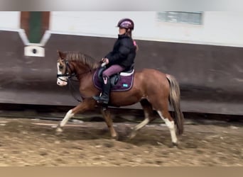 Welsh A (Mountain Pony), Mare, 3 years, 12,1 hh, Chestnut-Red