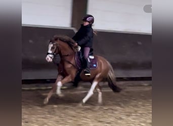 Welsh A (Mountain Pony), Mare, 3 years, 12,1 hh, Chestnut-Red