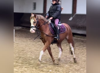 Welsh A (Mountain Pony), Mare, 3 years, 12,1 hh, Chestnut-Red