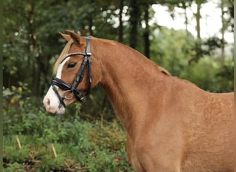 Welsh-A, Stute, 3 Jahre, 12,1 hh, Fuchs