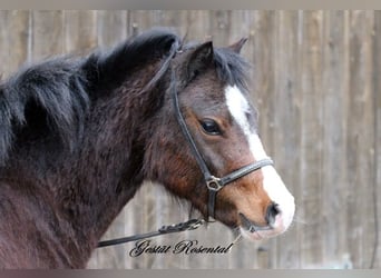 Welsh A (Mountain Pony), Mare, 3 years, 12,2 hh, Brown