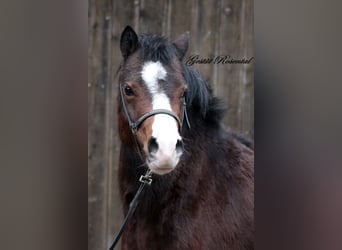 Welsh-A, Stute, 3 Jahre, 12,2 hh, Brauner