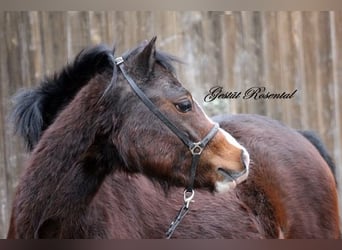 Welsh A (Mountain Pony), Mare, 3 years, 12,2 hh, Brown