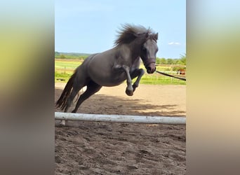 Welsh A (Mountain Pony), Mare, 3 years, 12 hh, Gray-Dapple